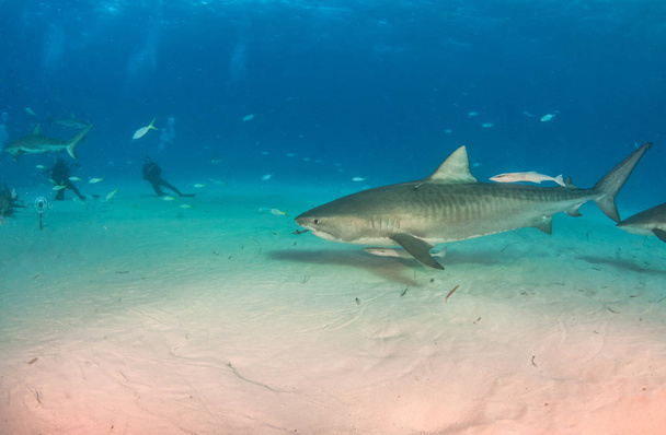 Тигровая акула на Тайгербич, Багамы
 - Фото, изображение