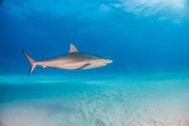 Tiburón arrecife del Caribe en las Bahamas
 - Foto, imagen
