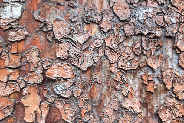 fond de plâtre fissure, texture en bois
 - Photo, image