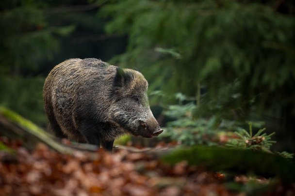 Sus scrofa. A Cseh Köztársaság vad természete. Szabad természet. Egy állat képe a természetben. Gyönyörű kép. Állatok az erdőben. Mély erdő. Rejtélyes Erdő. Vad. Az állatvilágból. - Fotó, kép