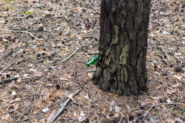 grüne Glasflasche auf dem Boden in einem Kiefernwald. - Foto, Bild