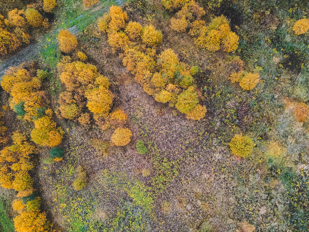 aerialphoto young coniferous forests, pine, fir, fall. Northern landscape. - 写真・画像