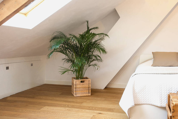 Zielona roślina w koszyku w nowoczesnej jasnej sypialni, białe ściany i drewniana podłoga nowoczesny design zbliżenie - Zdjęcie, obraz