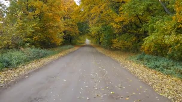 Camino en bosque otoñal, vuelo lento y suave con drones. hojas amarillas lamer a cada lado de la carretera
. - Imágenes, Vídeo