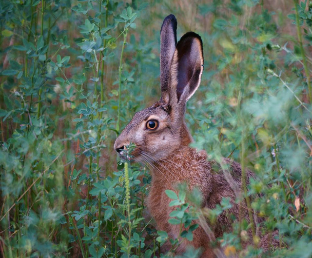 Beautiful pictures of animals in nature. Photo of a hare in nature. Beautiful natural background. - Photo, Image