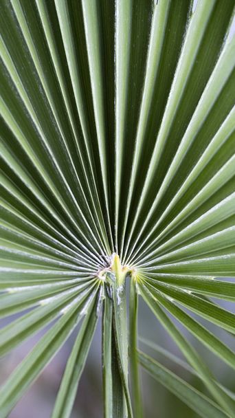 Green palm leaves - Foto, imagen