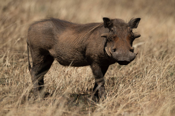 Běžná warthog oči kamera z dlouhé trávy - Fotografie, Obrázek