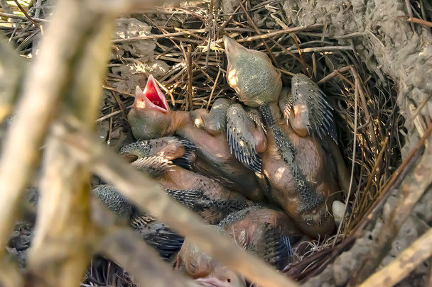 Chicks in a magpie's nest in the wild - Photo, Image