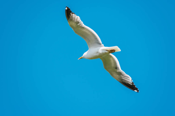 青い空を飛ぶカモメ - 写真・画像