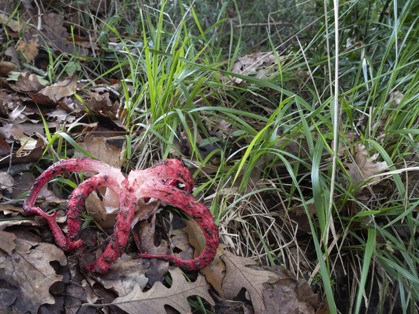 Clathrus archeri cogumelo, fungo aka Octopus Stinkhorn e Devils Fingers. Como dedos vermelhos que cheiram mal.
 - Foto, Imagem
