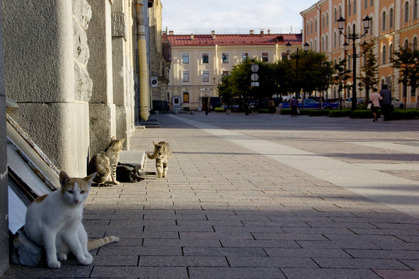 Sankt Petersburg koty Malaya Konyushennaya Ulitsa (Mała Stabilna ulica). We wrześniu. Rosja.  - Zdjęcie, obraz