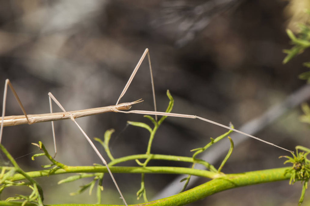 Leptynia hispanica Espanjan Stick Hyönteinen eläin noin 8 cm, joka ei ole harvinaista löytää ruokinta eri kasveja keväällä
 - Valokuva, kuva