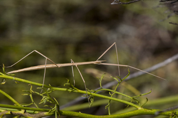 Leptynia hispanica Іспанська тварина Stick комах близько 8 см, що не є рідкістю для різних рослин весною. - Фото, зображення