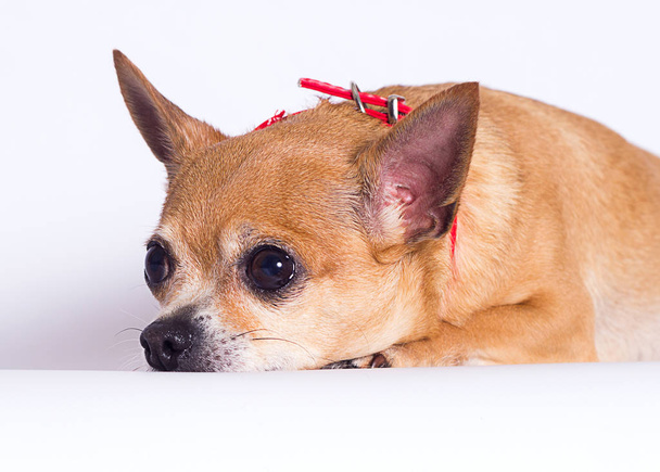 fat dog Chihuahua breed on a white background - Zdjęcie, obraz