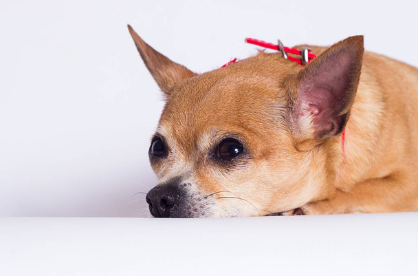 fat dog Chihuahua breed on a white background - Φωτογραφία, εικόνα