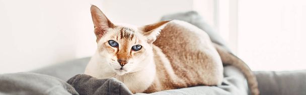 Kék szemű keleti macska fekszik a kanapén és a kamerába néz. Bolyhos háziállat kék szemekkel pihentető beltéri otthon. Imádnivaló szőrös macska barát. Web banner fejléc honlap. - Fotó, kép