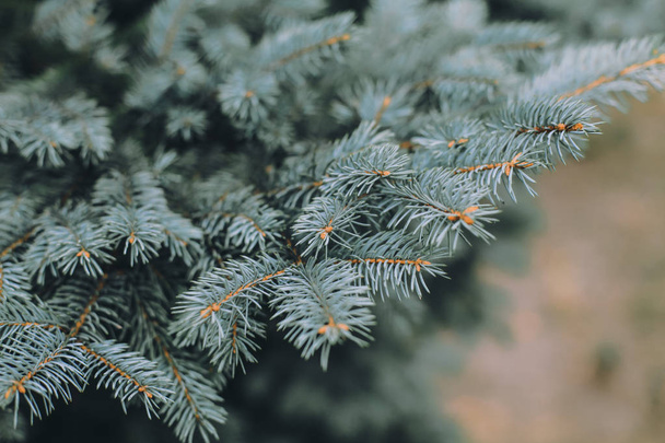 fir-tree branch with snow - Фото, изображение