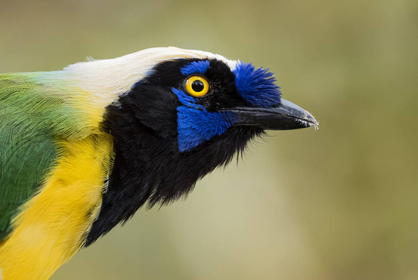 Inca Jay - Siyanocorax yncas, Andeans yamaçlarından güzel renkli Jay, Guango Lodge, Ekvador. - Fotoğraf, Görsel