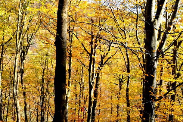 秋にはトランシルヴァニアの森の中で典型的な風景。ルーマニアのバナトにあるOravitaとAninaの間の鉄道. - 写真・画像