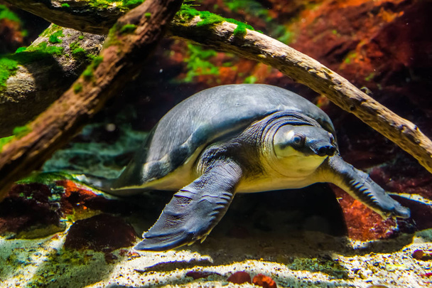 Schöne Nahaufnahme einer unter Wasser schwimmenden Schweinsnasenschildkröte, gefährdete Tierart aus Australien - Foto, Bild