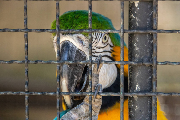 Ara bleu piégé dans une cage à Rio de Janeiro
. - Photo, image