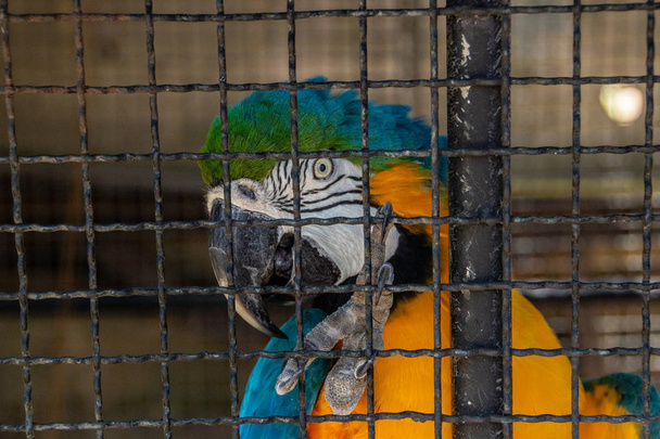 Blauer Ara in einem Käfig in Rio de Janeiro gefangen. - Foto, Bild