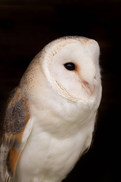 Barn owl (tyto alba) - Photo, Image