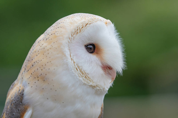 Barn owl (tyto alba) - Foto, Imagen