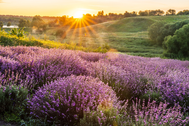 Colorful flowering lavandula or lavender field in the dawn light - Photo, Image