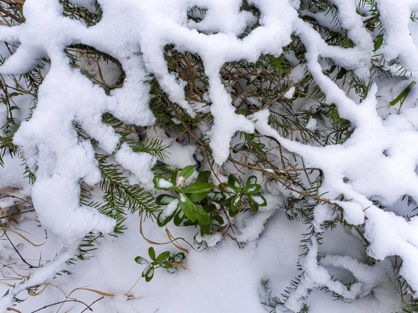 Ortasında yeşil yaban mersini çalısı olan kış arkaplanı - Fotoğraf, Görsel