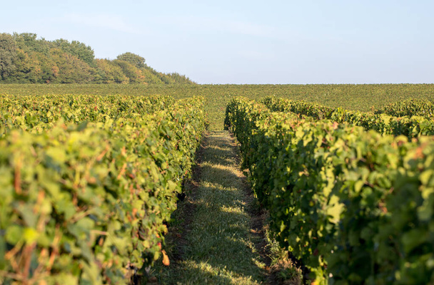 Merlot rouge mûr sur des rangs de vignes dans un vignoble avant la vendange dans la région de Saint Emilion. France - Photo, image