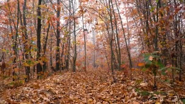 Őszi tölgyfa levelek az erdőben háttér mozgás Cam - Felvétel, videó