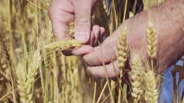 lähikuva viljelijä kyyneleet spikelet
 - Materiaali, video