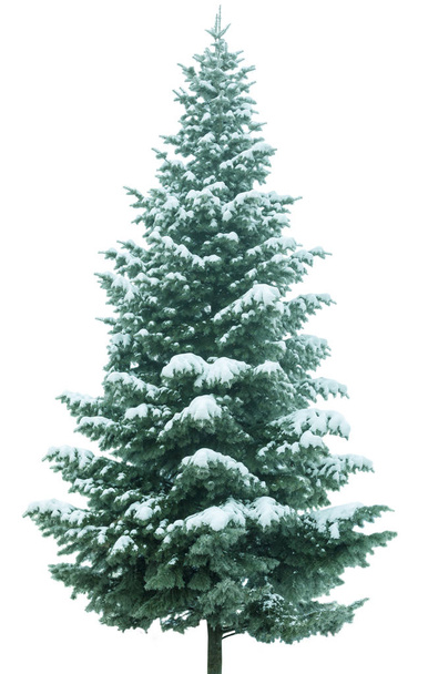 Різдвяна ялинка в снігу
 - Фото, зображення