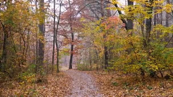 Herfst bos achtergrond bewegingscamera - Video