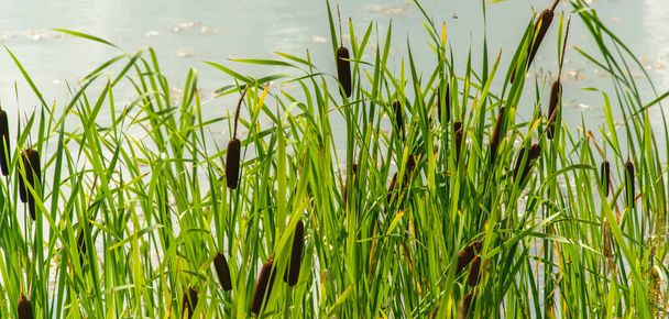 Typha creciendo en el estanque en el día soleado de verano
 - Foto, imagen