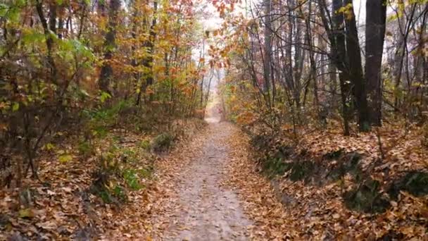 Herfst bos achtergrond bewegingscamera - Video