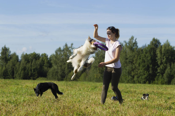 Border collie dog walking - Valokuva, kuva