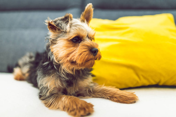 der yorkshire terrier liegt auf einer couch, sofa. Kleinhundekonzept - Foto, Bild