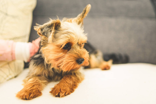 The Yorkshire Terrier lying on a couch, sofa. Small dog concept - Foto, immagini