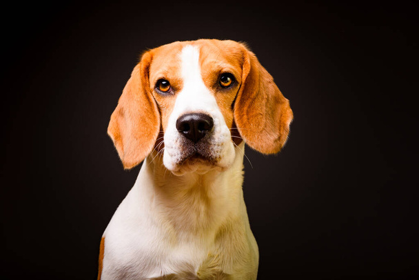 Beautiful beagle dog isolated on black background. Studio shoot - Photo, Image