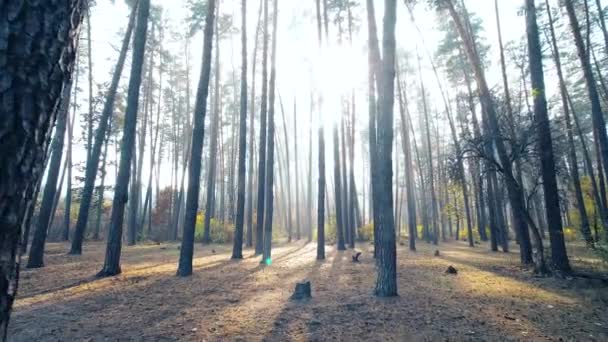 Herfst dennenbos zonnige achtergrond bewegingscamera - Video