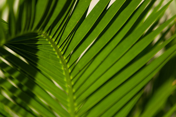 Closeup green palm tree leaf, background texture. - Фото, зображення