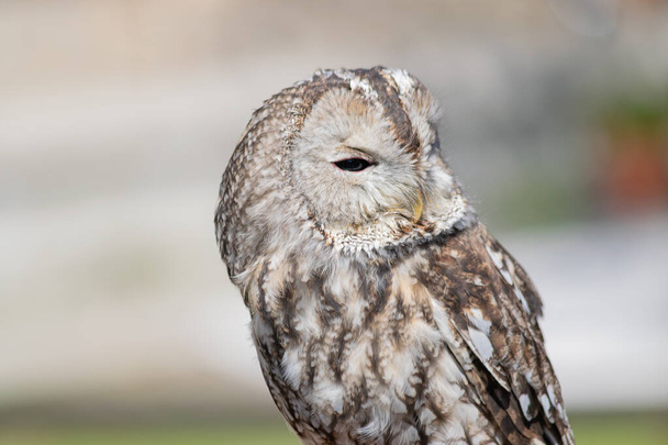 Close up of tawny owl. Wild predator birds training concept. Birdwatcher. - Fotoğraf, Görsel