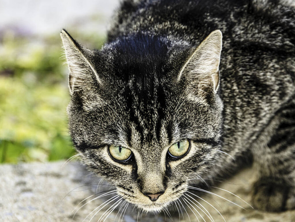 クローズアップとはカメラの屋外の背景を見ている黒い灰色の縞模様の若い猫を見て - 写真・画像
