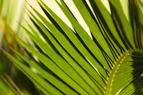 Nahaufnahme von palmengrünen Blättern - Foto, Bild