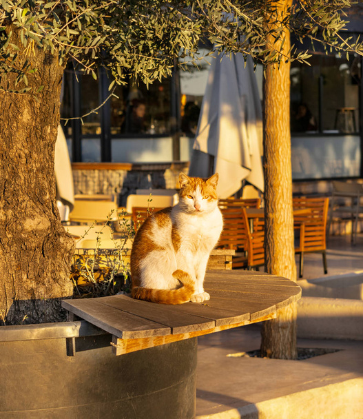 Cute cat basking at the sun sitting on bench - Valokuva, kuva