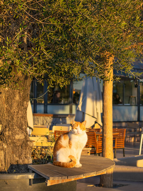 Cute cat basking at the sun sitting on bench - Fotó, kép