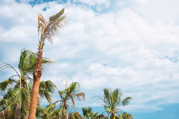 Palmiye ağaçları ve bulutlu gökyüzü olan egzotik bir orman. Metin için boşluk - Fotoğraf, Görsel
