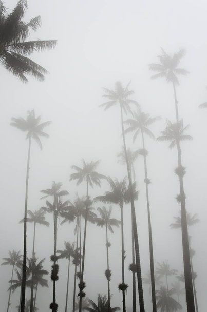 Cocora valley misty scene with Ceroxylon quindiuense, wax palms. - Photo, Image